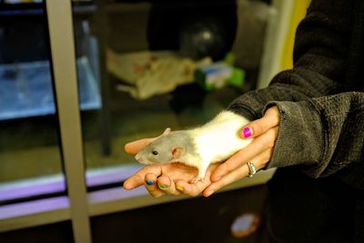 Midsection of woman holding rat in pet shop