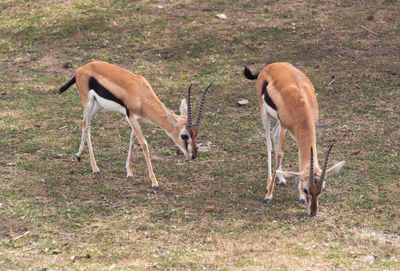 Deer on landscape