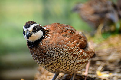 Close-up of a bird