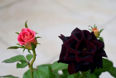 Close-up of rose roses