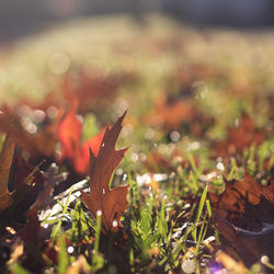 Close-up of autumn leaves on field