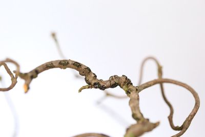 Close up of barbed wire