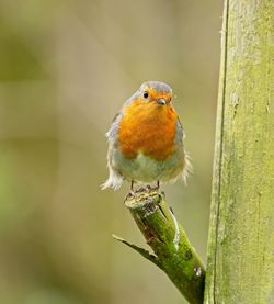 Close-up of robin bird perching on branch