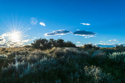 Plants growing on field against bright sun