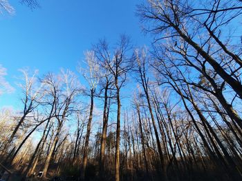 Low angle view of bare trees against sky