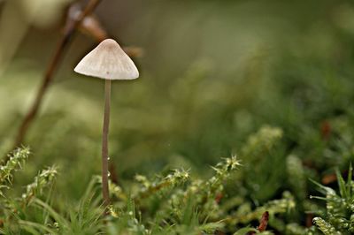 Close-up of mushroom growing on field