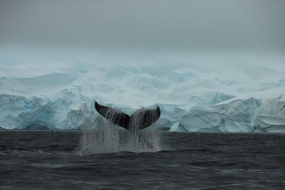 View of horse in sea