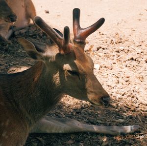 Close-up of deer on field