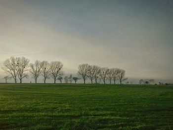 Trees on grassy field