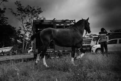 Horse standing on field against sky