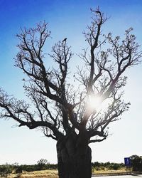 View of tree against clear sky