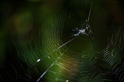 Close-up of spider web