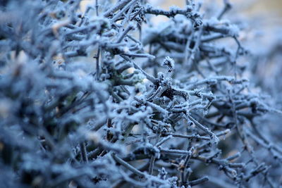 Close-up of snow on tree branch