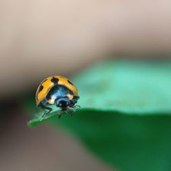 Close-up of ladybug