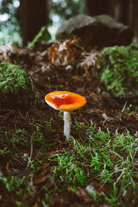 Close-up of mushroom growing on field