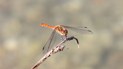dragonflies and damseflies