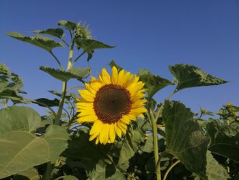 Close-up of sunflower against sky