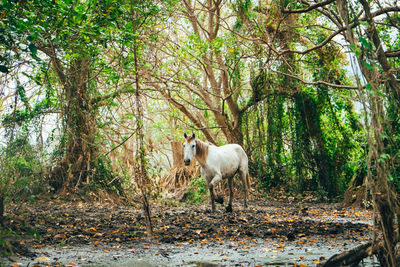 Sheep standing in a forest