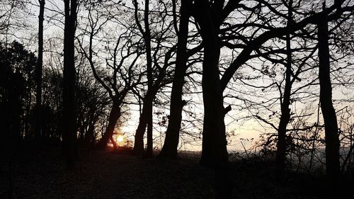 Silhouette trees in forest during sunset