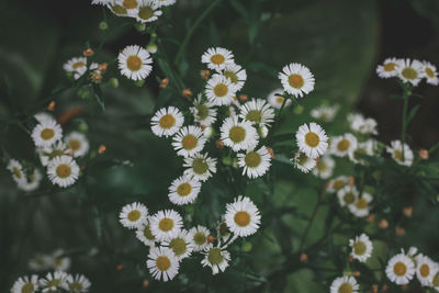 Close-up of white daisy flowers