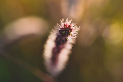 Close-up of flowering plant