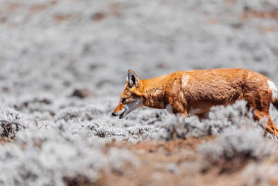 Fox standing on field