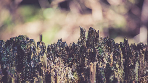 Close-up of tree stump