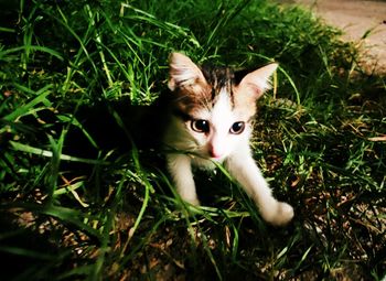 High angle view of cat on grass