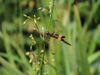 Close-up of insect on flower