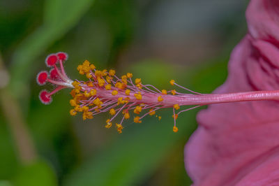 Close-up of flower blooming outdoors