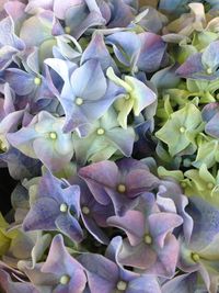 Close-up of purple flowers blooming outdoors