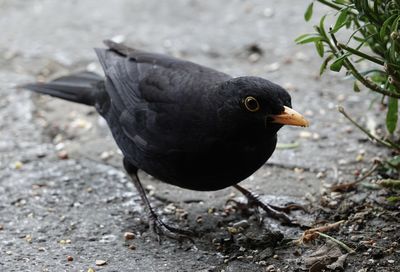 High angle view of blackbird