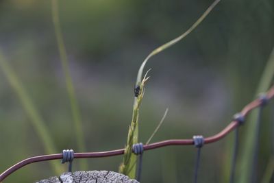 Close-up of damselfly on plant