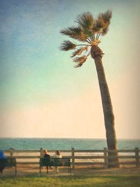 Palm trees on beach