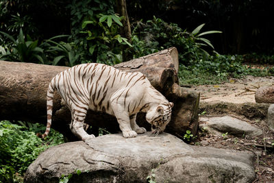 Tiger in a zoo