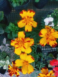 High angle view of marigold flowers