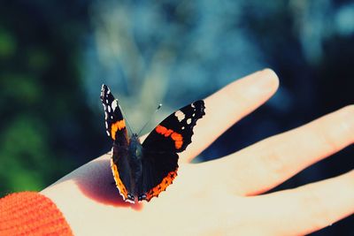 Close-up of butterfly on leaf