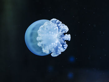 Close-up of jellyfish against black background