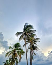 Low angle view of coconut palm tree against sky