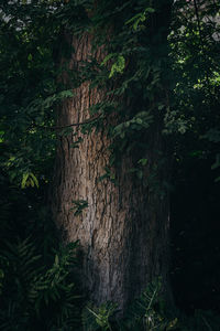 Ivy growing on tree trunk in forest