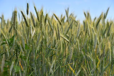 Close-up of stalks in field