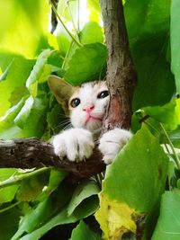 Portrait of a cat