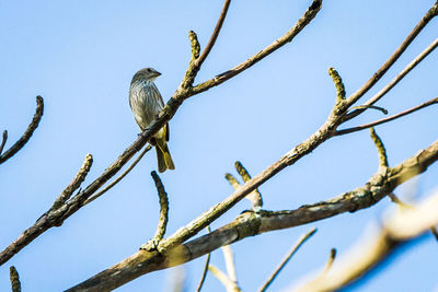 Low angle view of bird perching on tree against clear sky