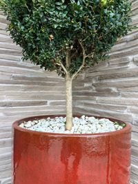 Close-up view of tree