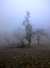 Bare trees on field during foggy weather