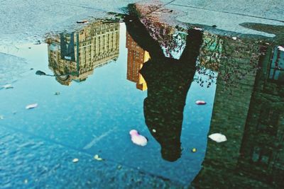 Reflection of trees in puddle