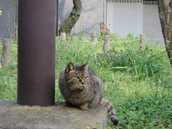 Cat looking away