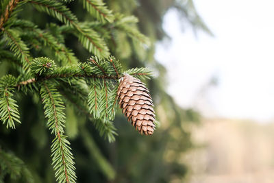 Close-up of a cone on fir tree plant