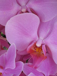 Close-up of pink flower