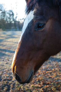 Close-up of horse on field